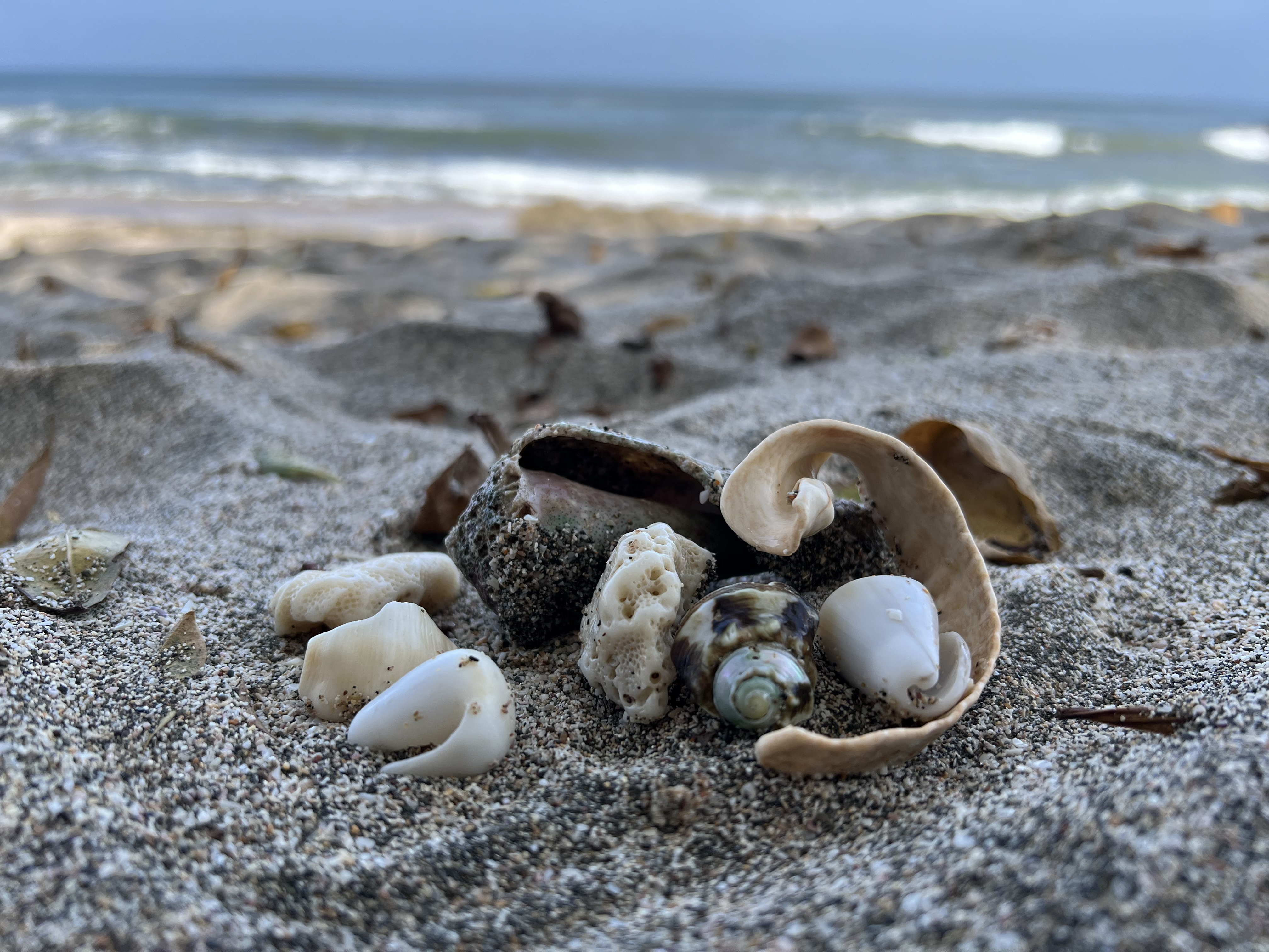 Beach shells